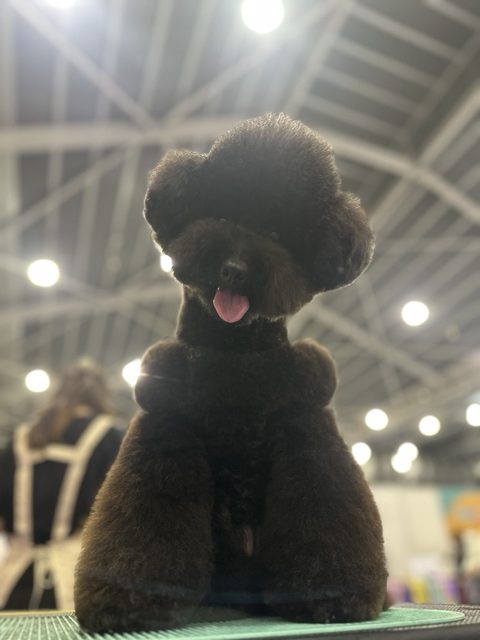 Black toy poodle in a competition show trim at the Singapore Kennel Club grooming competition