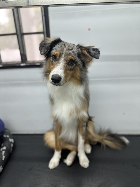 Blue merle Shetland Sheepdog sitting calmly after a brush out and bath