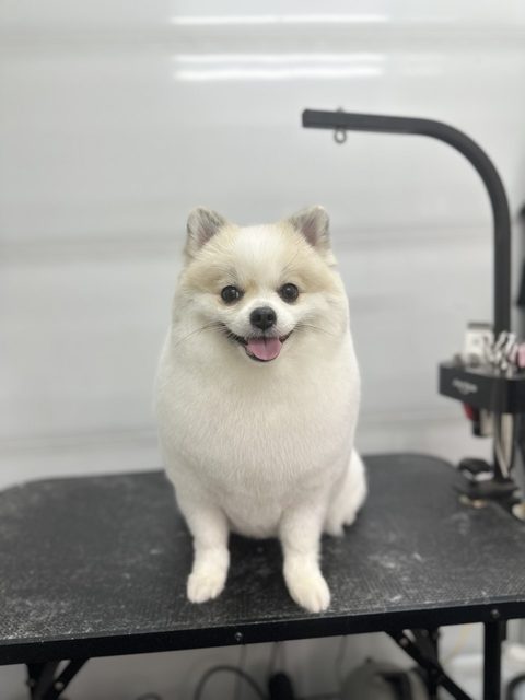 Cream Pomeranian sitting neatly after a full groom and blowdry
