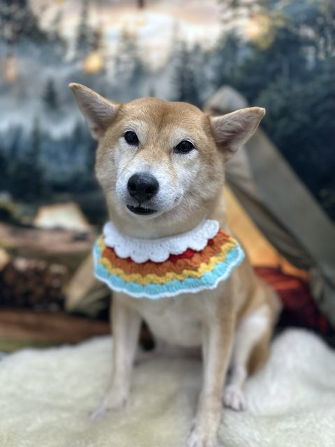 Shiba Inu in a colourful crochet collar against a camping themed backdrop