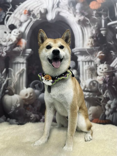 Shiba Inu wearing a handmade Halloween collar in the studio photo corner