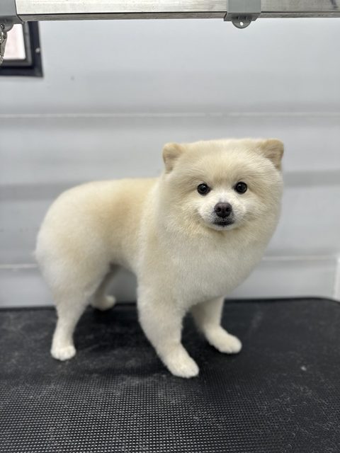 White Pomeranian standing after a tidy full body trim