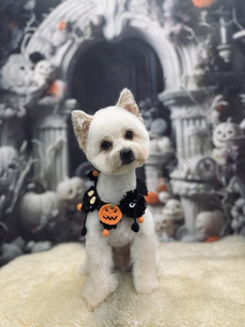 Freshly groomed white terrier in a Halloween collar