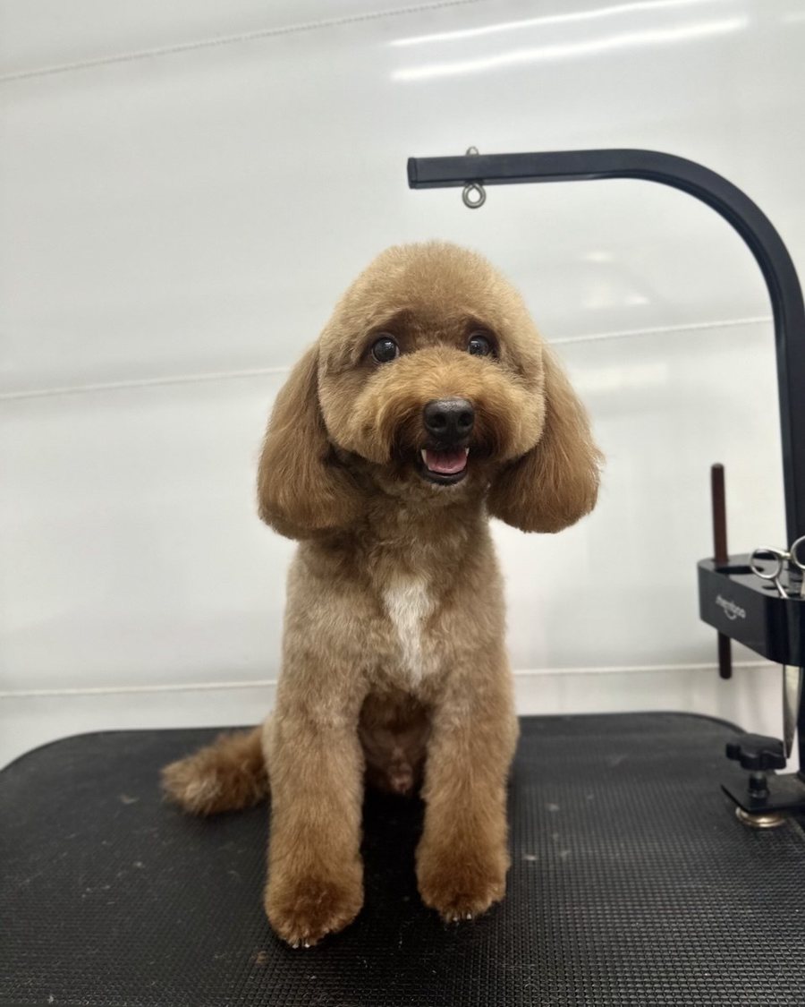 Apricot toy poodle with a rounded teddy bear face cut, freshly groomed at The Waggers Den